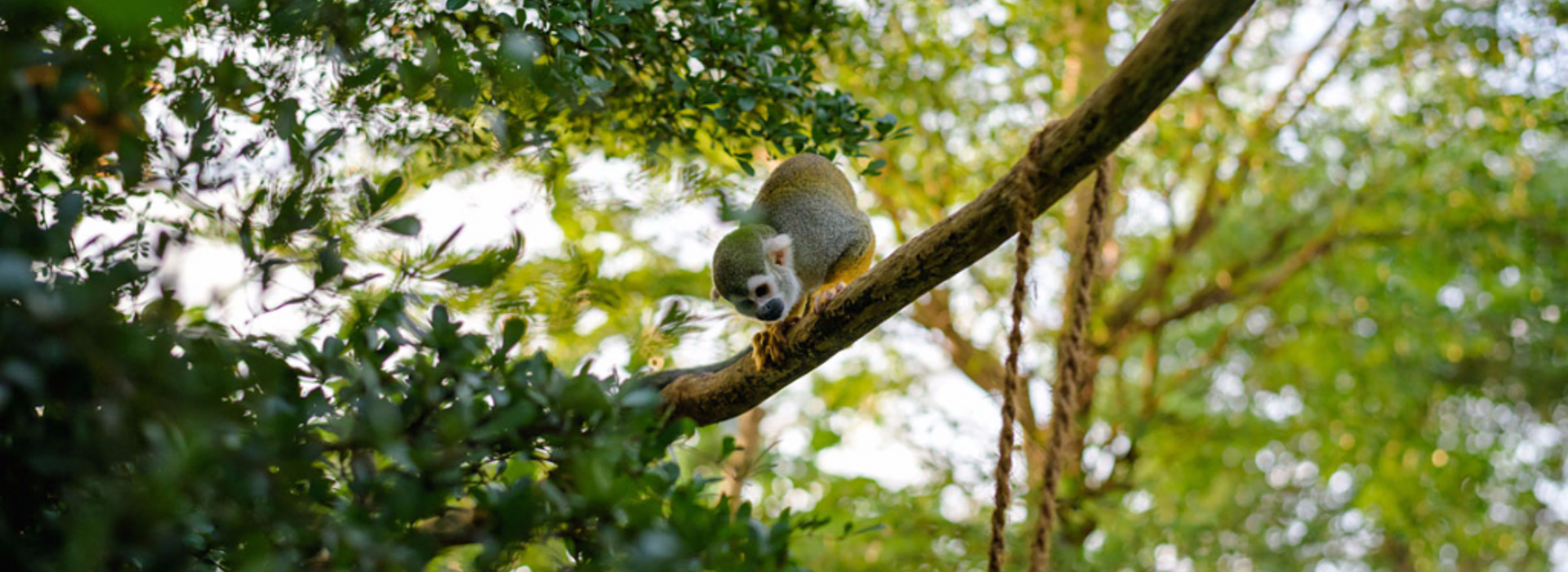 Monkey in the zoo of Leipzig