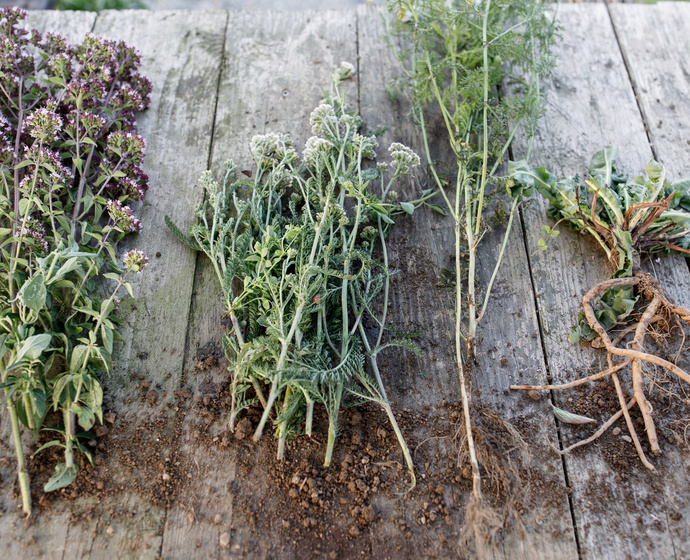 Medicinal herbs from the Ore Mountains