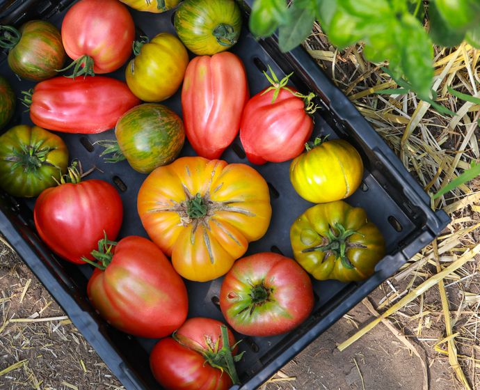 Tomatoes fresh from the ANNALINDE market garden: urban agriculture Leipzig #Leipzig 