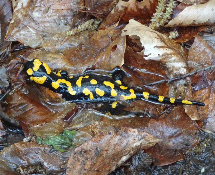 Thuringian fire salamander in the Schwarzatal