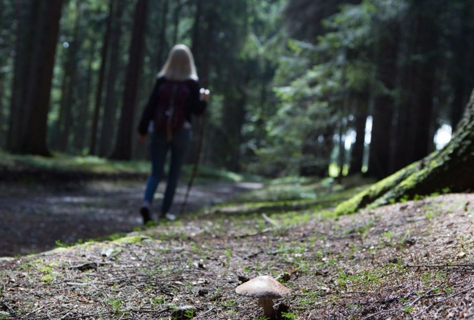 Im Vordergrund ein Pilz, im Hintergurnd eine Frau auf einem Wanderweg